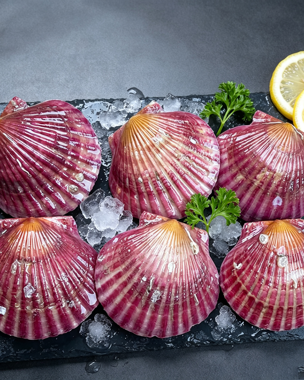 Fresh Scallops